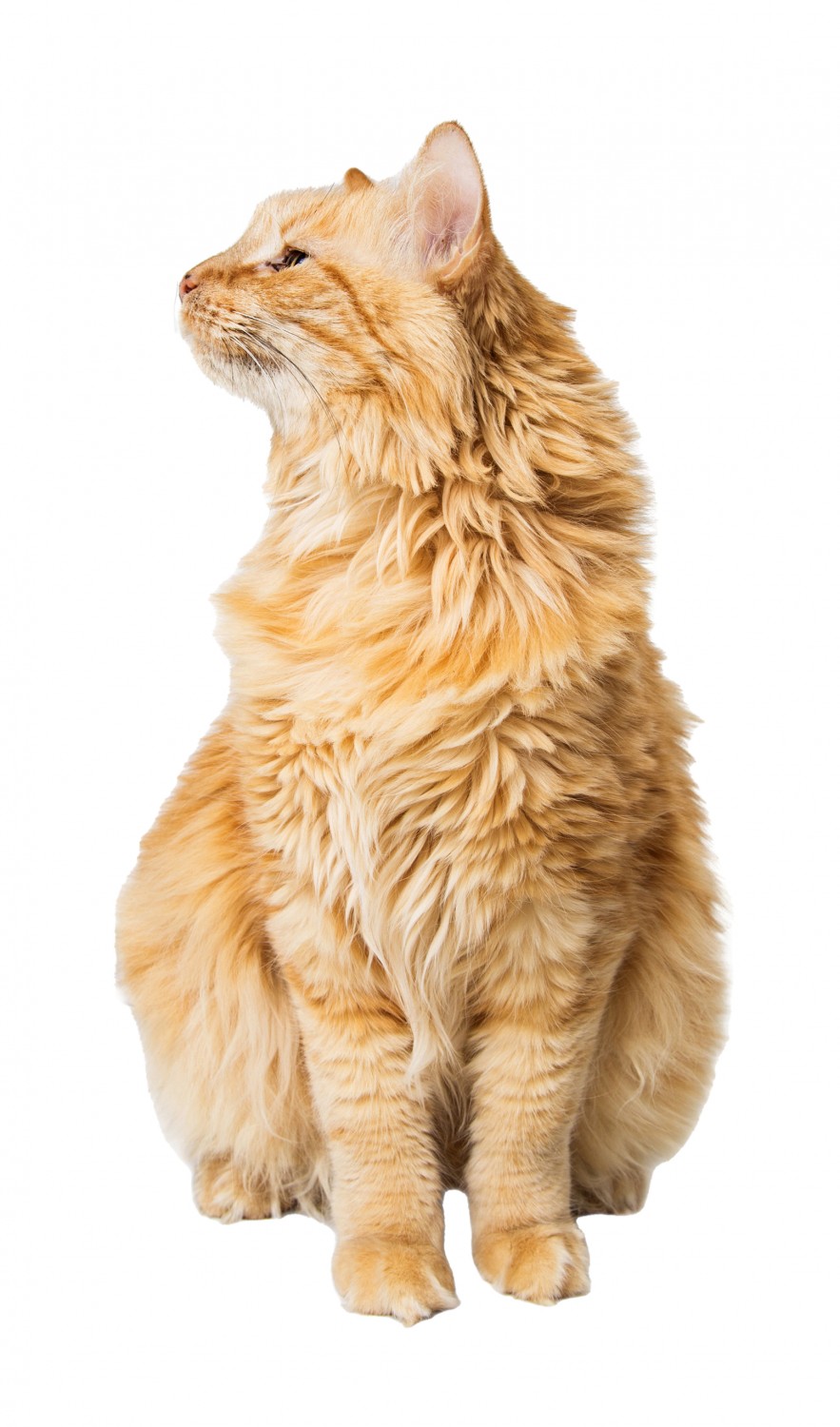 Photo of Orange Medium Hair Cat